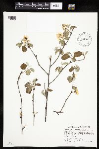 Amelanchier alnifolia image