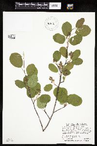 Amelanchier alnifolia image