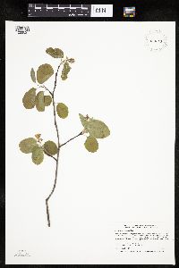 Amelanchier alnifolia image