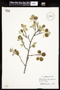 Amelanchier alnifolia image