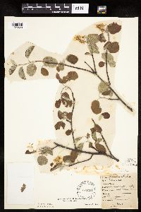 Amelanchier alnifolia image