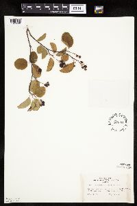 Amelanchier alnifolia image