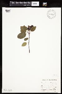 Amelanchier alnifolia image