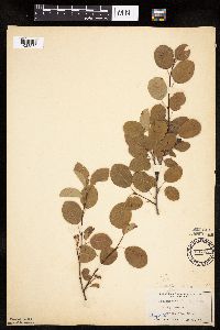 Amelanchier alnifolia image