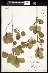 Amelanchier alnifolia image