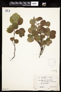 Amelanchier alnifolia image