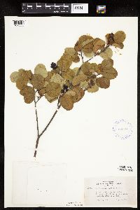 Amelanchier alnifolia image