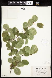 Amelanchier alnifolia image