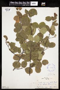 Amelanchier alnifolia image