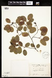 Amelanchier alnifolia image