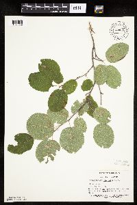 Amelanchier alnifolia image