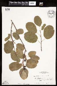 Amelanchier alnifolia image
