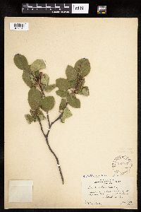 Amelanchier alnifolia x laevis image