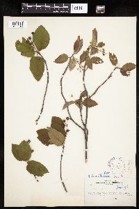 Amelanchier alnifolia x laevis image