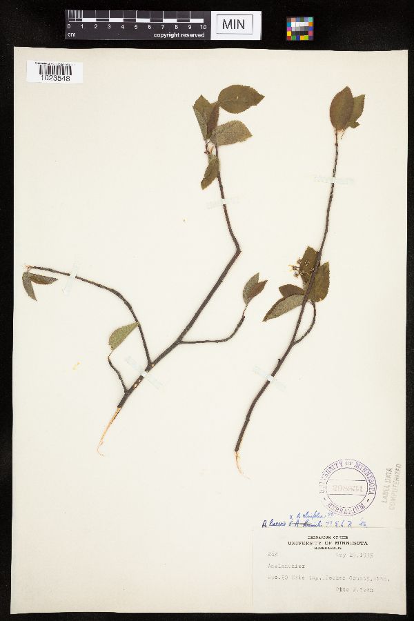 Amelanchier alnifolia x laevis image