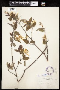 Amelanchier alnifolia x laevis image