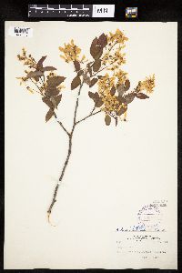Amelanchier alnifolia x laevis image