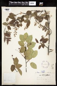Amelanchier alnifolia x laevis image