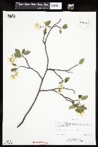 Amelanchier arborea image