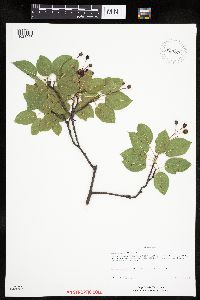 Amelanchier arborea image
