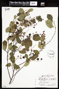 Amelanchier arborea image