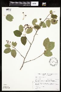 Amelanchier arborea image