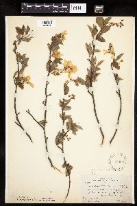 Amelanchier arborea image