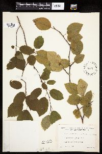 Amelanchier arborea image
