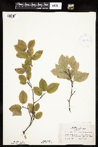 Amelanchier arborea image