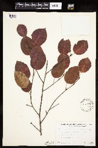 Amelanchier arborea image
