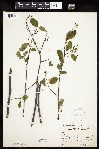 Amelanchier arborea image
