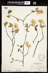 Amelanchier arborea image