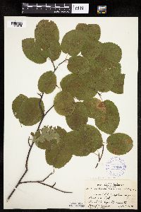 Amelanchier arborea image