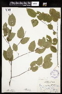 Amelanchier arborea image