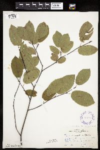 Amelanchier arborea image