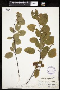Amelanchier arborea image