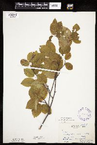 Amelanchier arborea image