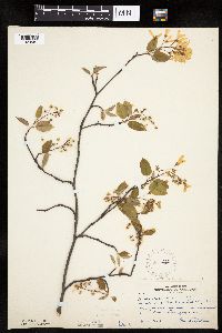Amelanchier arborea image