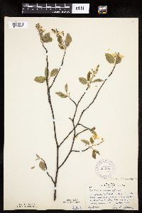 Amelanchier arborea image