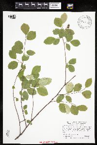 Amelanchier bartramiana image