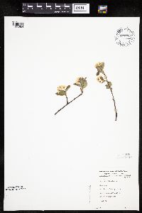 Amelanchier bartramiana image