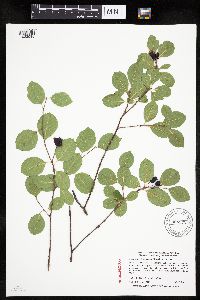 Amelanchier bartramiana image