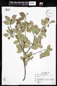 Amelanchier bartramiana image