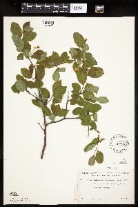 Amelanchier bartramiana image
