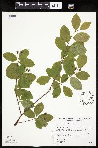 Amelanchier bartramiana image
