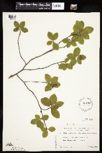 Amelanchier bartramiana image