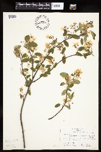 Amelanchier bartramiana image