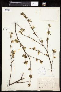 Amelanchier bartramiana image