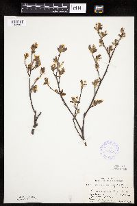 Amelanchier bartramiana image