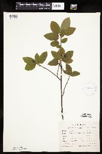 Amelanchier bartramiana image